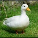 orangesandducks avatar