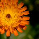 orangesongbird avatar