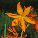 orangesummerflowers avatar