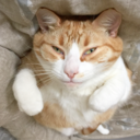 orangetabbies avatar