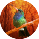 orangethroatedhummingbird avatar
