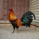 orangetreeranch avatar