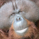 orangutan-brotherhood avatar