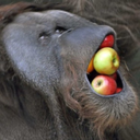 orangutanmouthapples avatar