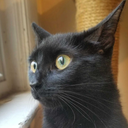 orbitalferret avatar