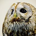 orbularborbular avatar