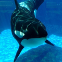 orca-core avatar