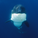 orcas-till-the-end avatar