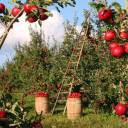orchard-system avatar