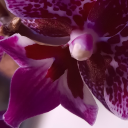 orchid-nebula avatar