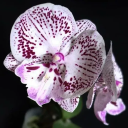 orchid-wilting avatar