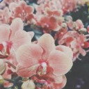 orchidshroomgardenselfships avatar