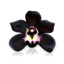 orchidspine avatar