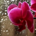 orchidumbrella avatar