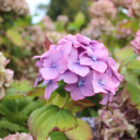 orderofthecursedbasilisk avatar