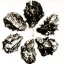 oregonoysterfarms avatar