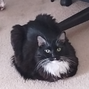 oreo-with-a-tux avatar