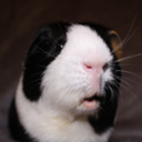 oreotheawesomeguineapig avatar