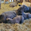 organicfarmer2 avatar