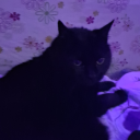 organicmatrial avatar