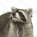 organraccoon avatar