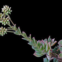 origamike-plants avatar