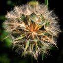 original-imagination15 avatar