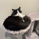 original-kian avatar