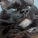 originalcroissantwagonflap avatar