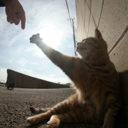 originalmarauder avatar