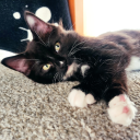 orion-the-cat avatar