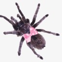 orlando-offical avatar