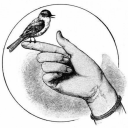ornithologistsorders avatar