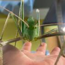 orthopteran-spotted avatar