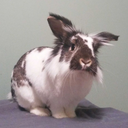 oscar-the-bun avatar
