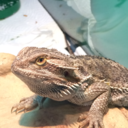 oscarthebeardie avatar