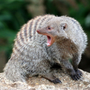 osmiummongoose avatar