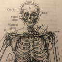ossified-hypothesis avatar