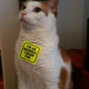 ostentiferously avatar