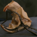 osteophile-vertebrata avatar