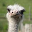ostrich-on-a-rampage-blog avatar