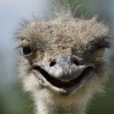 ostriches-because-i-said-so avatar