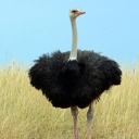 ostrichwithwings avatar