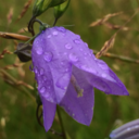 other-urls-are-taken avatar