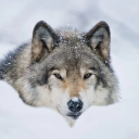 otherkinpolls avatar