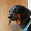 otona-shihiro avatar