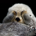 ottergf avatar
