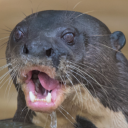 otterinmywatter avatar