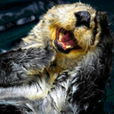 otterly-awesome avatar