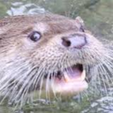 otterlyterrible avatar